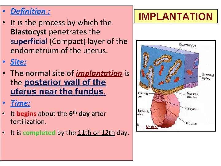  • Definition : • It is the process by which the Blastocyst penetrates