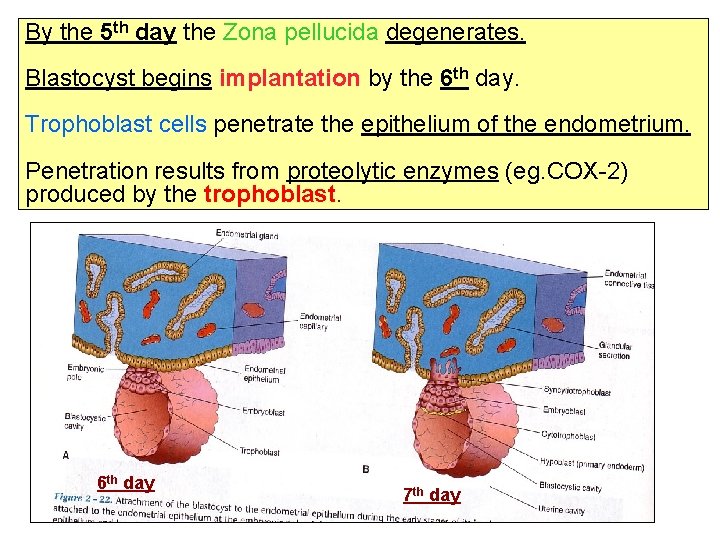 By the 5 th day the Zona pellucida degenerates. Blastocyst begins implantation by the