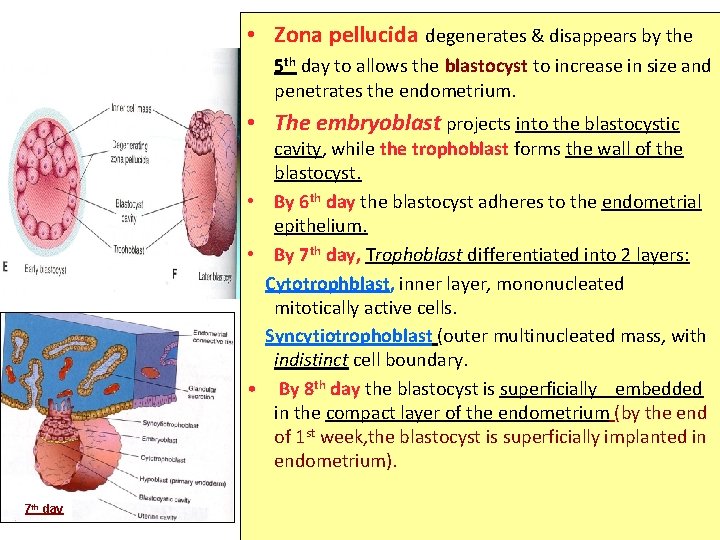  • Zona pellucida degenerates & disappears by the 5 th day to allows