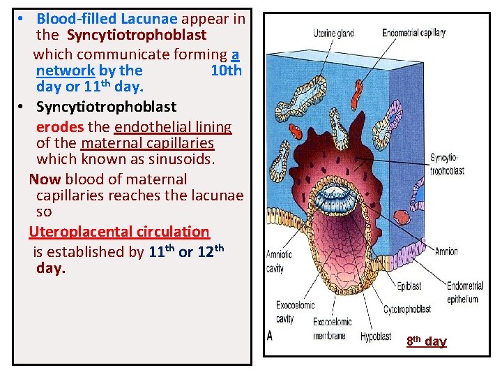  • Blood-filled Lacunae appear in the Syncytiotrophoblast which communicate forming a network by