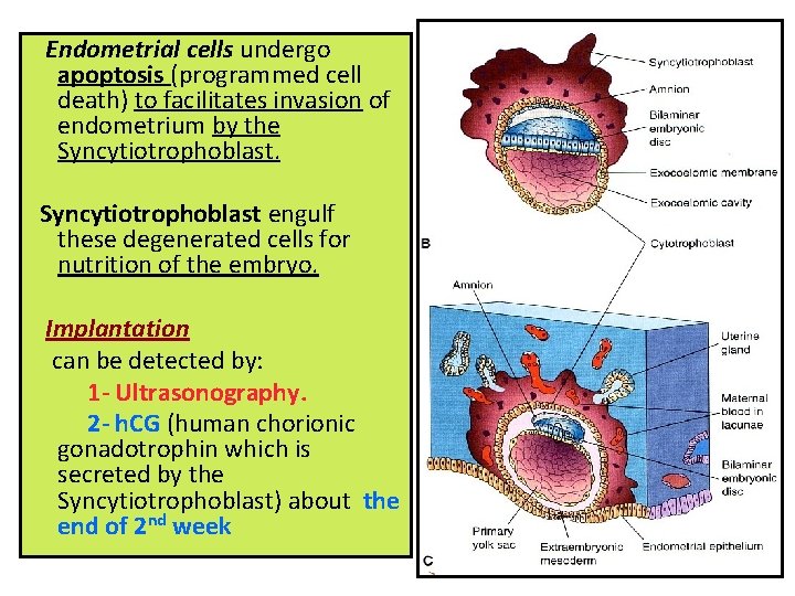 Endometrial cells undergo apoptosis (programmed cell death) to facilitates invasion of endometrium by the