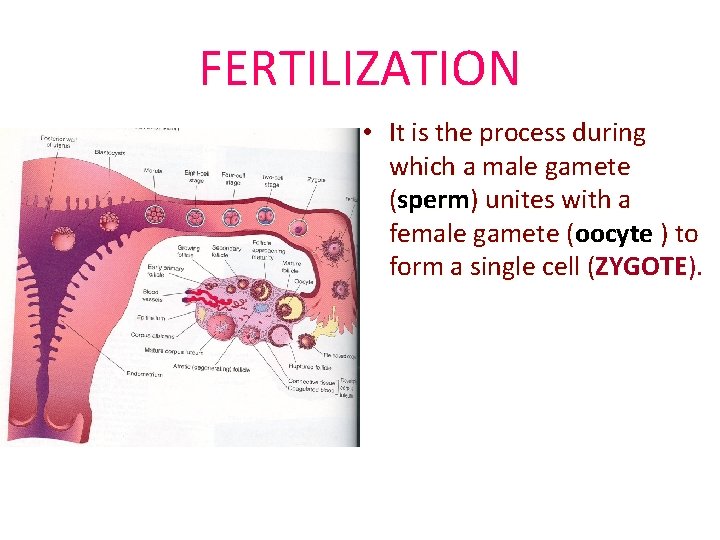 FERTILIZATION • It is the process during which a male gamete (sperm) unites with