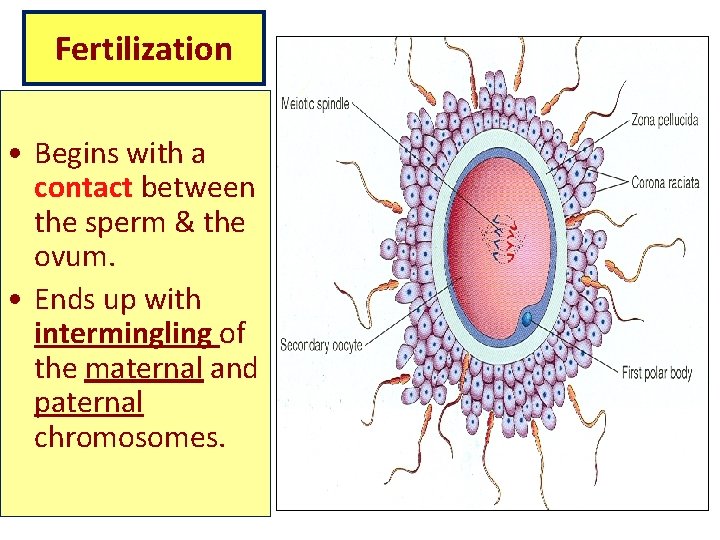 Fertilization • Begins with a contact between the sperm & the ovum. • Ends