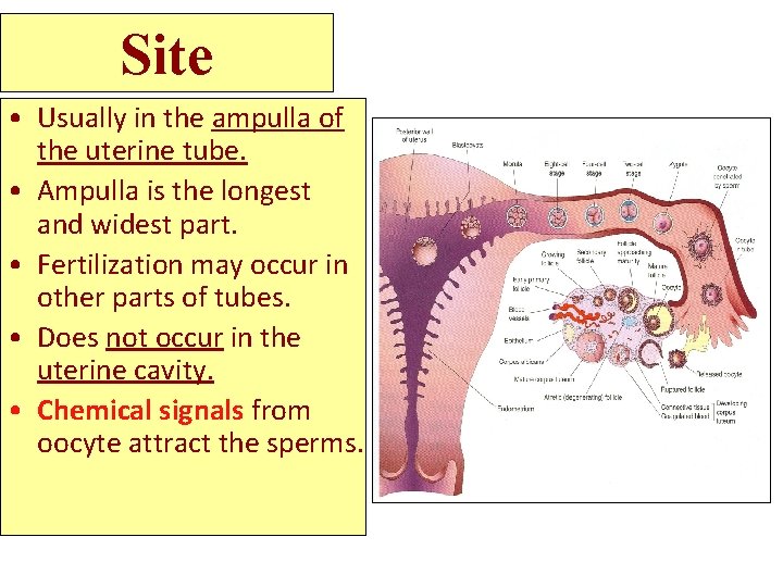 Site • Usually in the ampulla of the uterine tube. • Ampulla is the