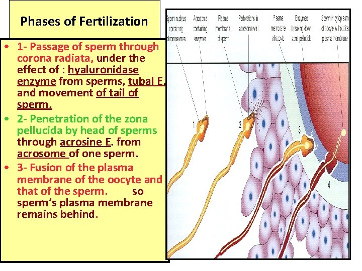 Phases of Fertilization • 1 - Passage of sperm through corona radiata, under the