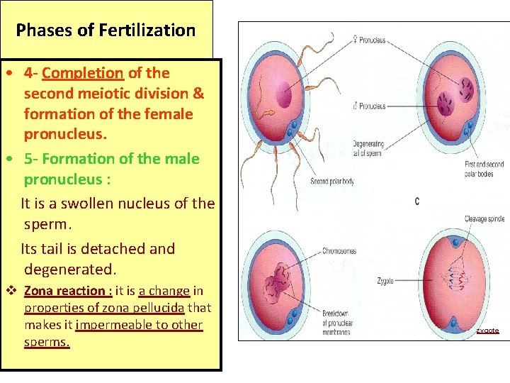 Phases of Fertilization • 4 - Completion of the second meiotic division & formation