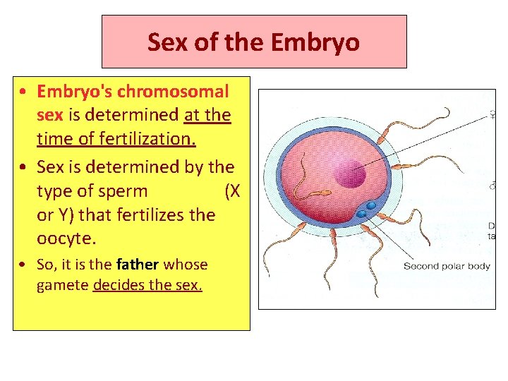 Sex of the Embryo • Embryo's chromosomal sex is determined at the time of