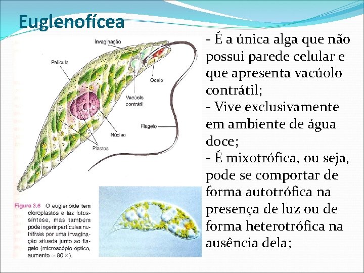 Euglenofícea - É a única alga que não possui parede celular e que apresenta