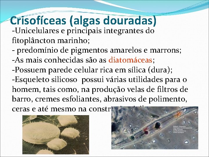 Crisofíceas (algas douradas) -Unicelulares e principais integrantes do fitoplâncton marinho; - predomínio de pigmentos