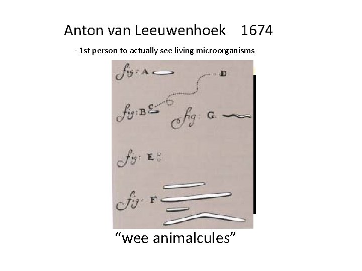 Anton van Leeuwenhoek 1674 - 1 st person to actually see living microorganisms “wee