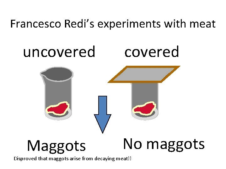 Francesco Redi’s experiments with meat uncovered Maggots No maggots Disproved that maggots arise from