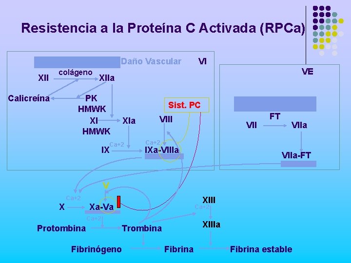 Resistencia a la Proteína C Activada (RPCa) Daño Vascular XII colágeno Calicreína VI VE