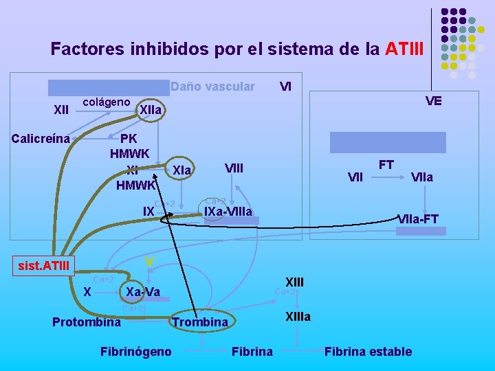 Factores inhibidos por el sistema de la ATIII Daño vascular XII colágeno Calicreína VI