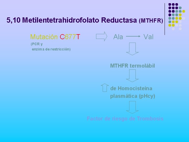 5, 10 Metilentetrahidrofolato Reductasa (MTHFR) Mutación C 677 T Ala Val (PCR y enzima