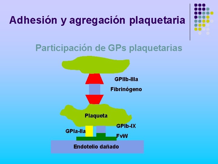 Adhesión y agregación plaquetaria Participación de GPs plaquetarias GPIIb-IIIa Fibrinógeno Plaqueta GPIa-IIa GPIb-IX Fv.