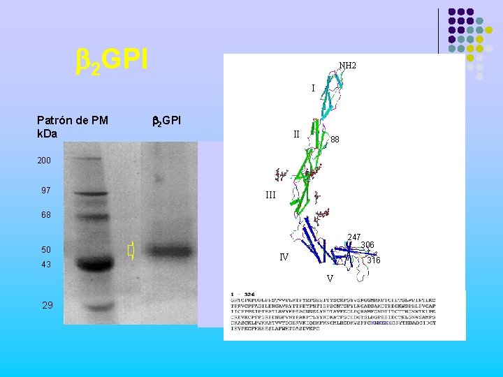 b 2 GPI NH 2 I Patrón de PM k. Da b 2 GPI