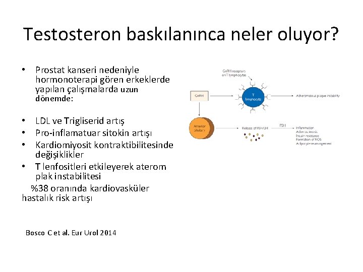 Testosteron baskılanınca neler oluyor? • Prostat kanseri nedeniyle hormonoterapi gören erkeklerde yapılan çalışmalarda uzun