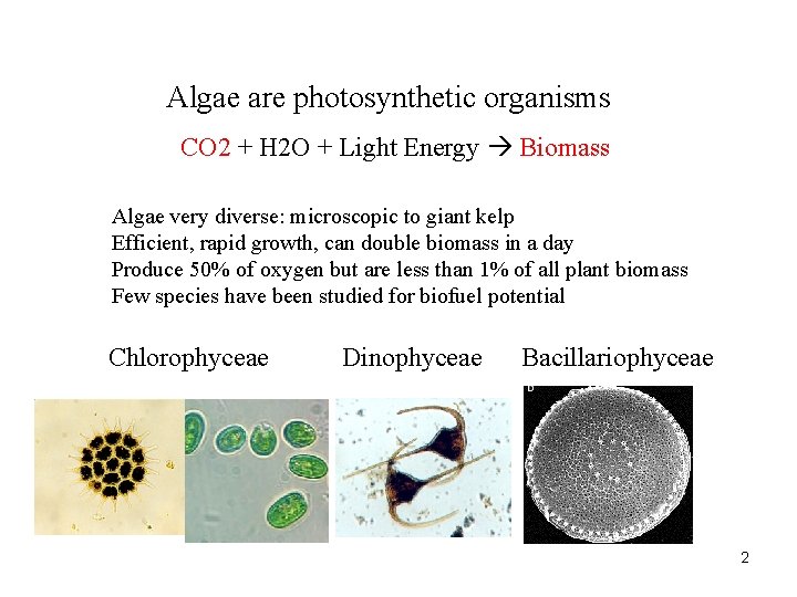 Algae are photosynthetic organisms CO 2 + H 2 O + Light Energy Biomass