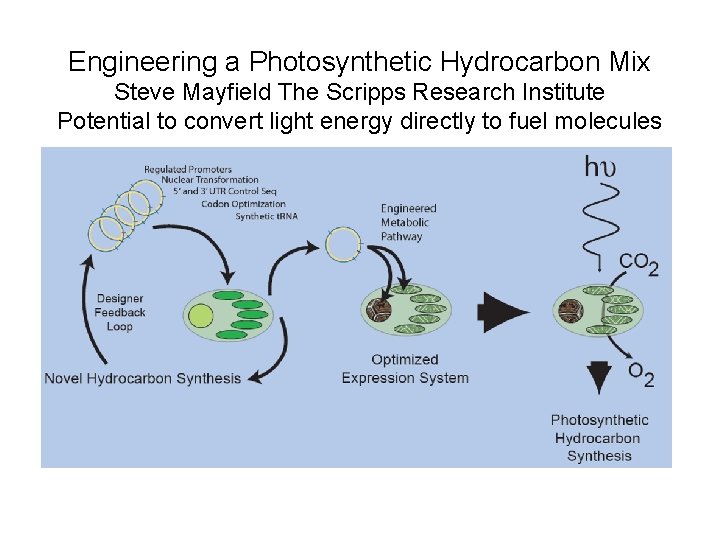 Engineering a Photosynthetic Hydrocarbon Mix Steve Mayfield The Scripps Research Institute Potential to convert