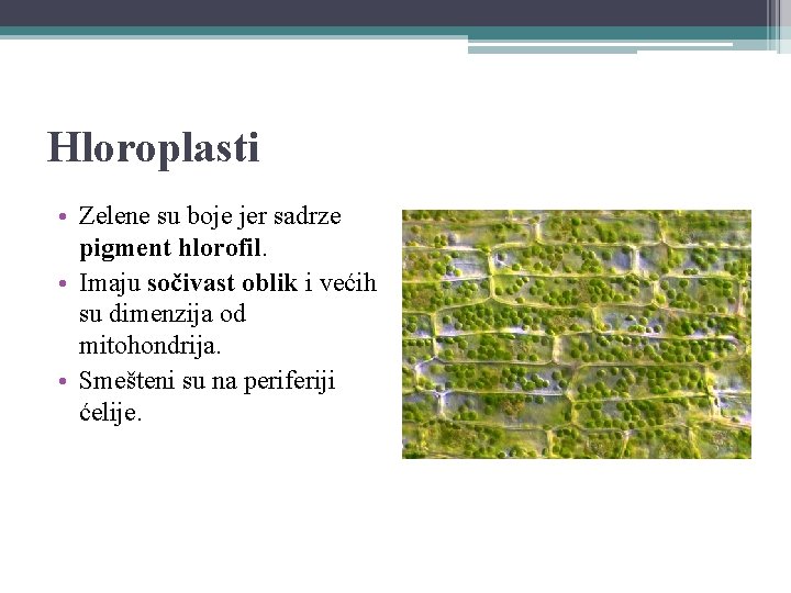 Hloroplasti • Zelene su boje jer sadrze pigment hlorofil. • Imaju sočivast oblik i
