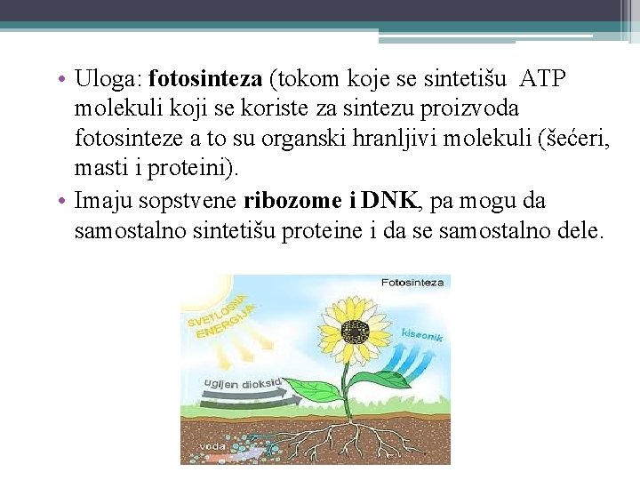 • Uloga: fotosinteza (tokom koje se sintetišu ATP molekuli koji se koriste za