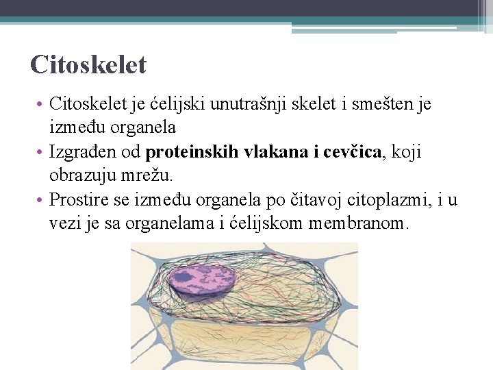 Citoskelet • Citoskelet je ćelijski unutrašnji skelet i smešten je između organela • Izgrađen