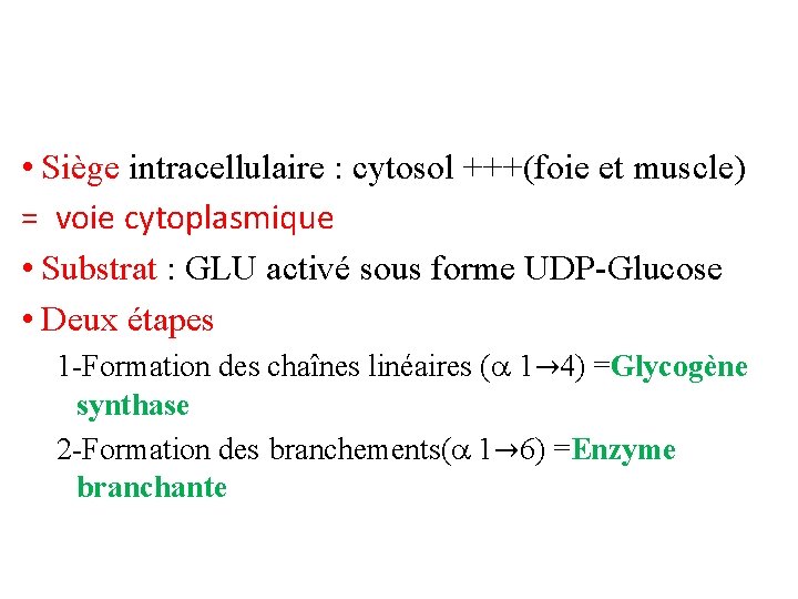  • Siège intracellulaire : cytosol +++(foie et muscle) = voie cytoplasmique • Substrat