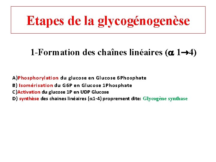 Etapes de la glycogénogenèse 1 -Formation des chaînes linéaires ( 1→ 4) A)Phosphorylation du