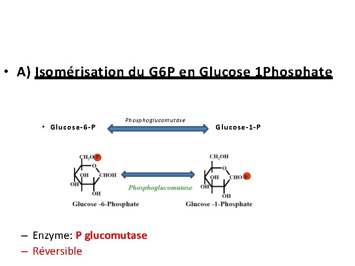  • A) Isomérisation du G 6 P en Glucose 1 Phosphate • Glucose-6