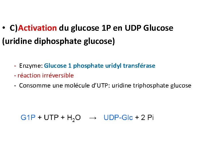  • C)Activation du glucose 1 P en UDP Glucose (uridine diphosphate glucose) -