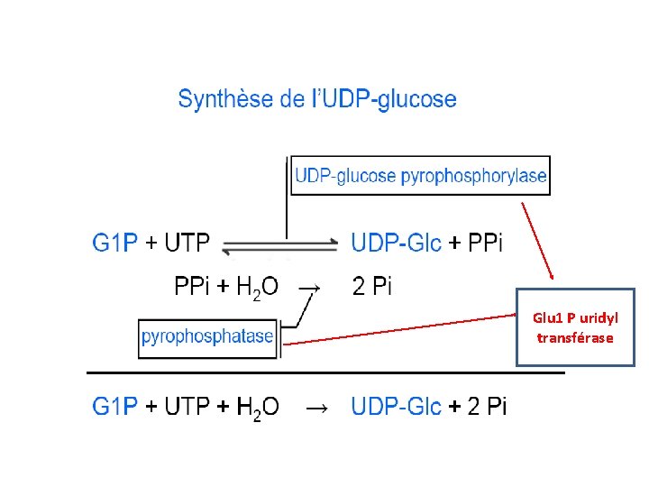 Glu 1 P uridyl transférase 