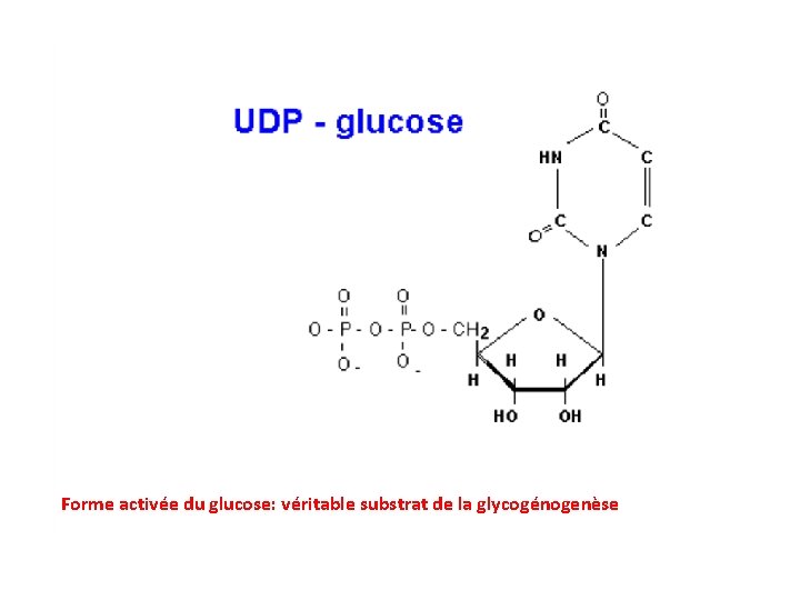 Forme activée du glucose: véritable substrat de la glycogénogenèse 