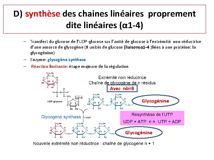 D) synthèse des chaines linéaires proprement dite linéaires (α 1 -4) – Transfert du