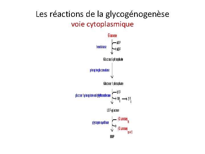 Les réactions de la glycogénogenèse voie cytoplasmique 