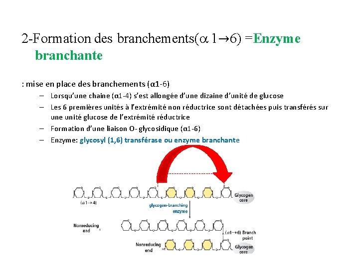 2 -Formation des branchements( 1→ 6) =Enzyme branchante : mise en place des branchements