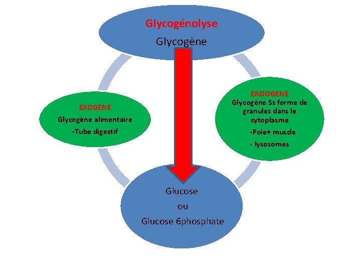 Glycogénolyse Glycogène ENDOGENE Glycogène Ss forme de granules dans le cytoplasme -Foie+ muscle -
