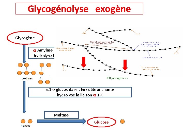 Glycogénolyse exogène Glycogène Amylase ou 1 -4 glucosidase: Enz spf du D Glu hydrolyse