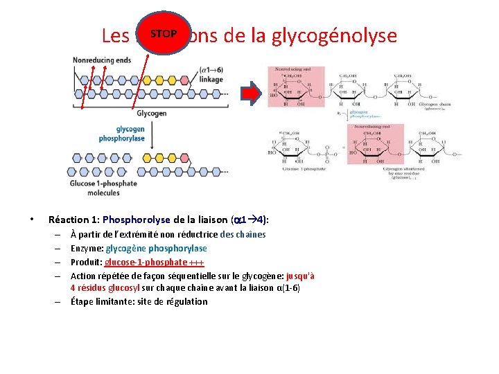 STOP Les réactions de la glycogénolyse • Réaction 1: Phosphorolyse de la liaison (