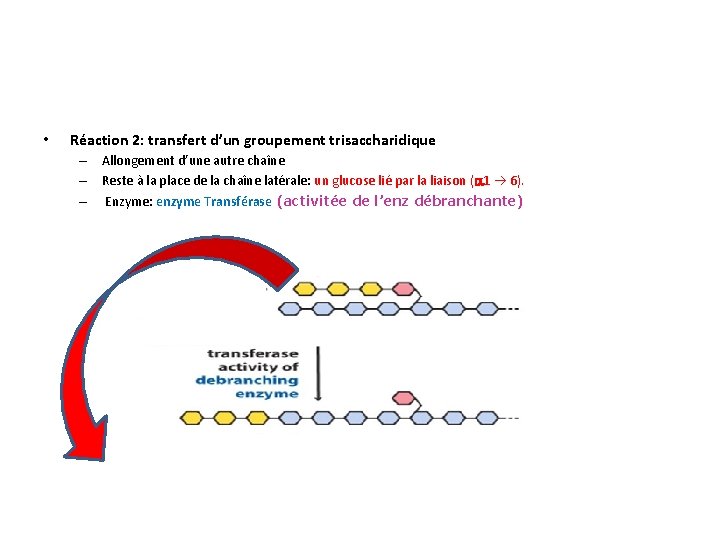  • Réaction 2: transfert d’un groupement trisaccharidique – Allongement d’une autre chaîne –