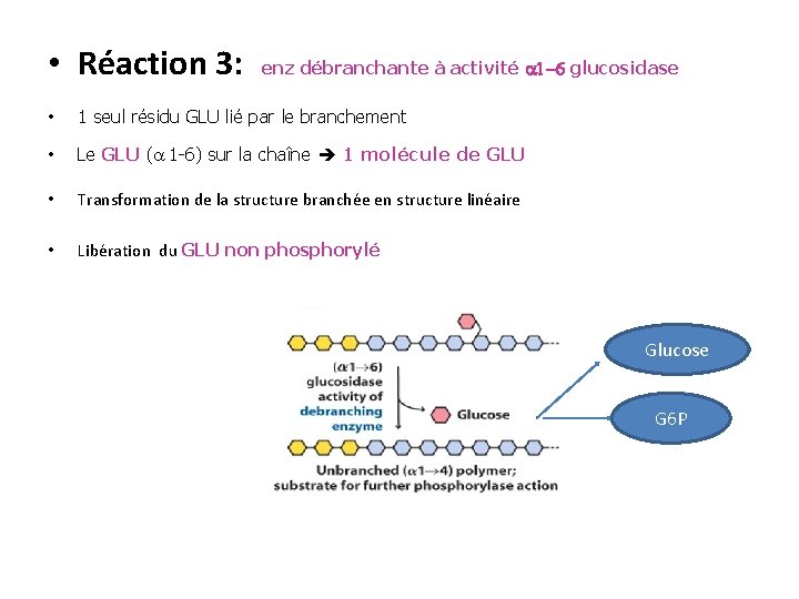  • Réaction 3: enz débranchante à activité 1 -6 glucosidase • 1 seul