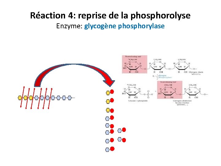 Réaction 4: reprise de la phosphorolyse Enzyme: glycogène phosphorylase 