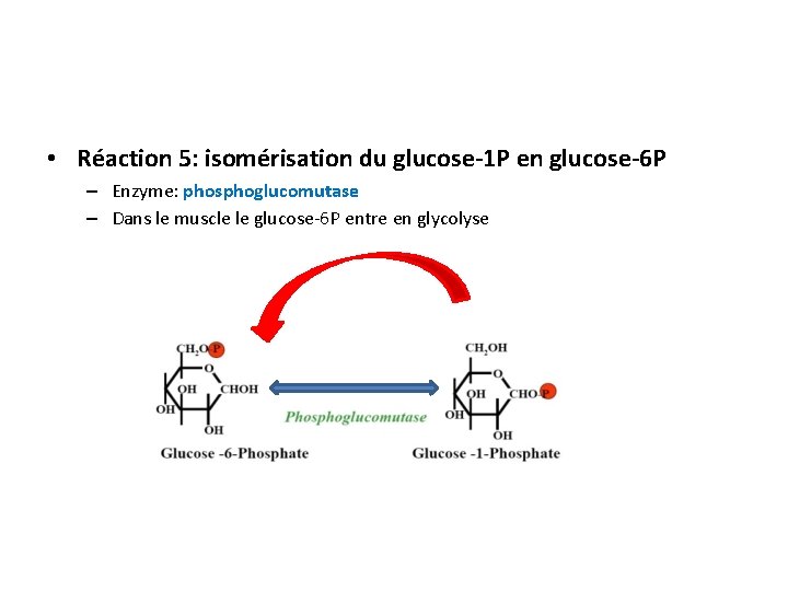  • Réaction 5: isomérisation du glucose-1 P en glucose-6 P – Enzyme: phosphoglucomutase