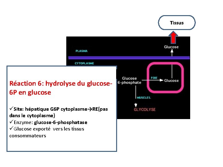 Tissus Réaction 6: hydrolyse du glucose 6 P en glucose üSite: hépatique G 6