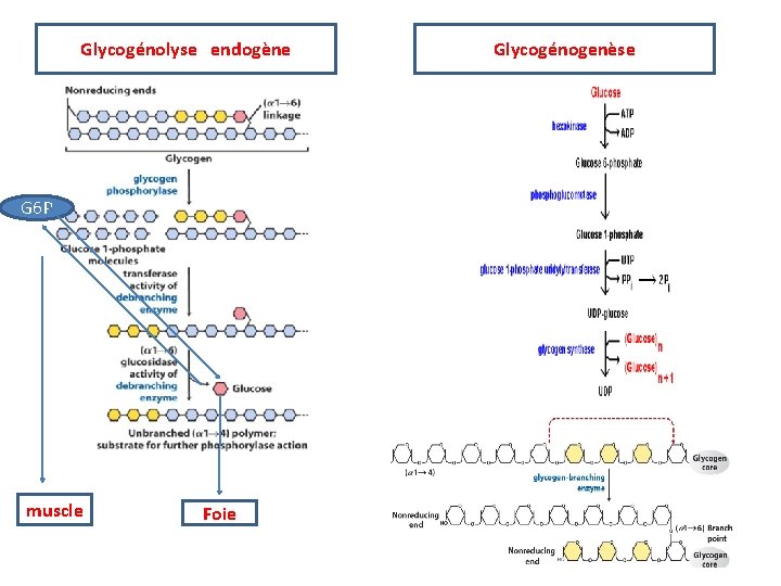 Glycogénolyse endogène G 6 P muscle Foie Glycogénogenèse 