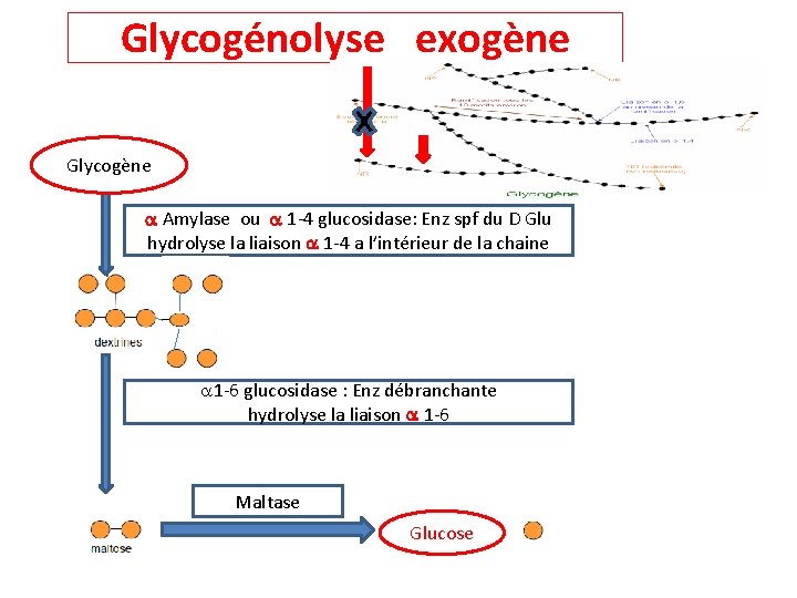 Glycogénolyse exogène Glycogène Amylase ou 1 -4 glucosidase: Enz spf du D Glu hydrolyse