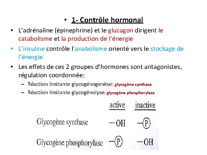  • 1 - Contrôle hormonal • L’adrénaline (épinephrine) et le glucagon dirigent le