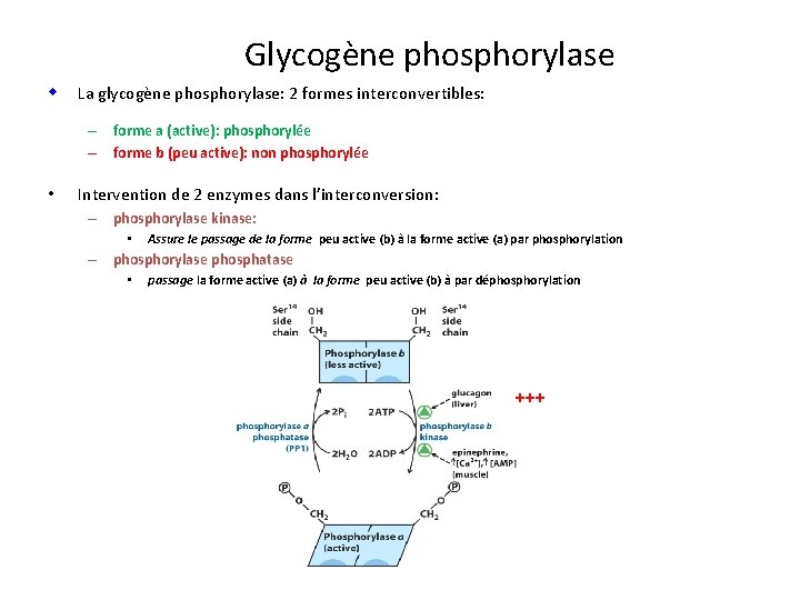 Glycogène phosphorylase w La glycogène phosphorylase: 2 formes interconvertibles: – forme a (active): phosphorylée