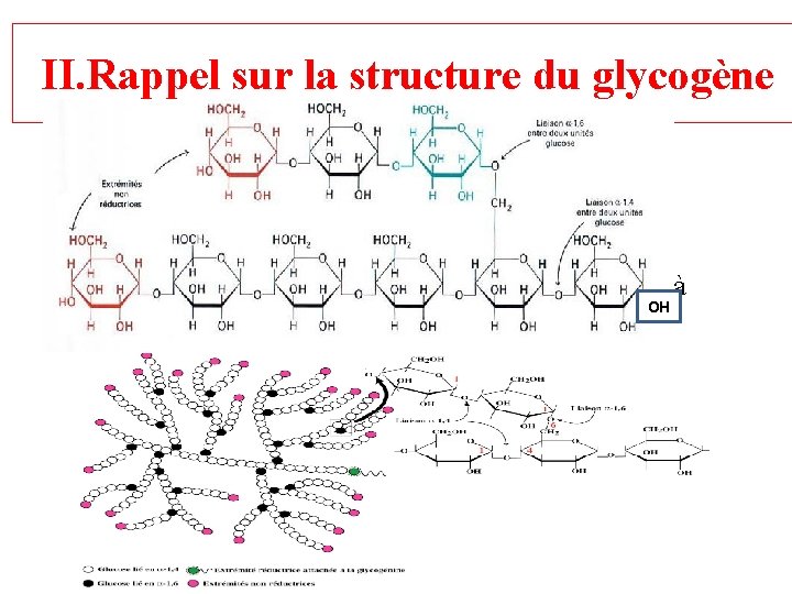 II. Rappel sur la structure du glycogène • Polyoside homogène de glucose • Condensation