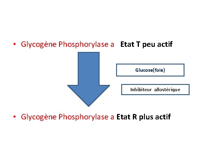  • Glycogène Phosphorylase a Etat T peu actif Glucose(foie) Inhibiteur allostérique • Glycogène
