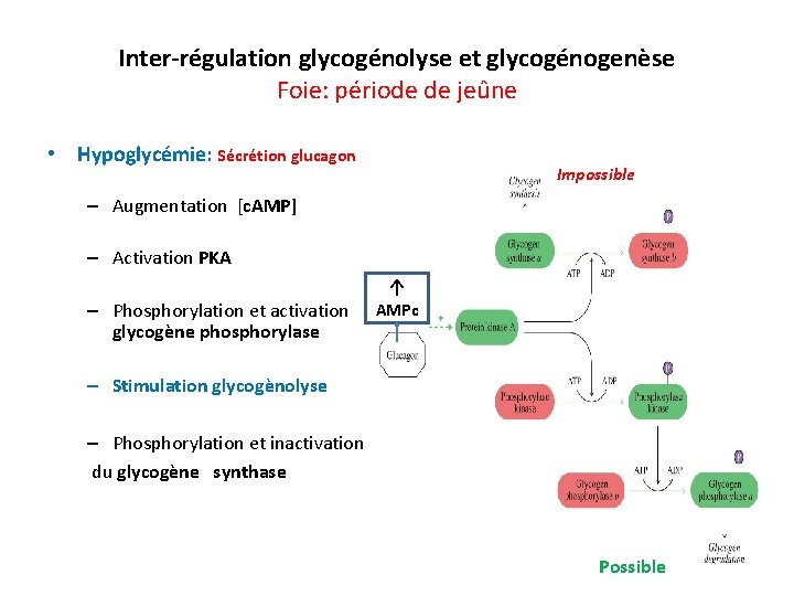 Inter-régulation glycogénolyse et glycogénogenèse Foie: période de jeûne • Hypoglycémie: Sécrétion glucagon Impossible –